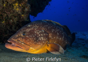 The guard , Large grouper! by Pieter Firlefyn 